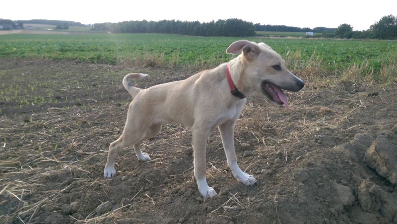 ELY (ex SANDY) - chiot femelle, taille moyenne née en janvier 2015 (Pascani) - adoptée par Pascale (Belgique) - Page 3 Sandy12