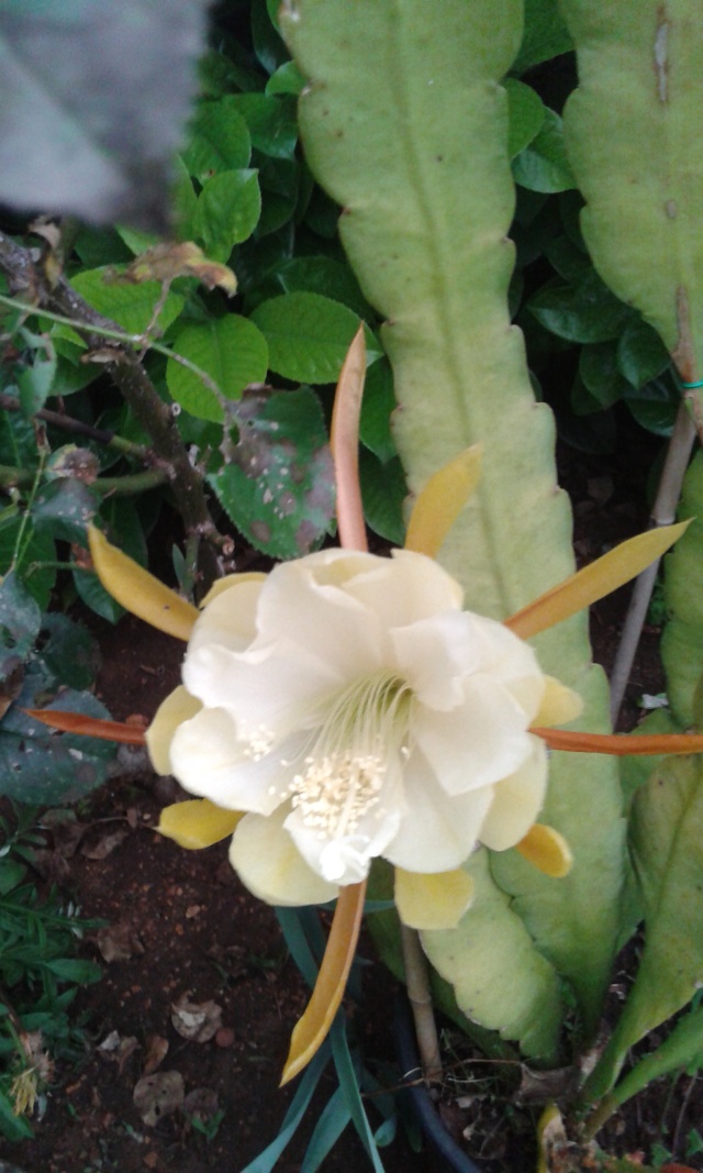 Epiphyllum 20150613