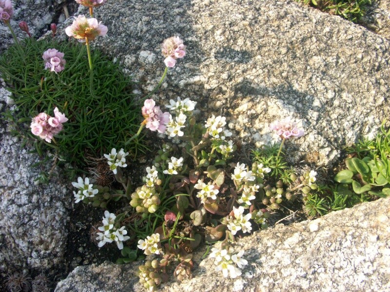 flore du littoral : plages, dunes, vases et rochers maritimes - Page 2 Coklea12