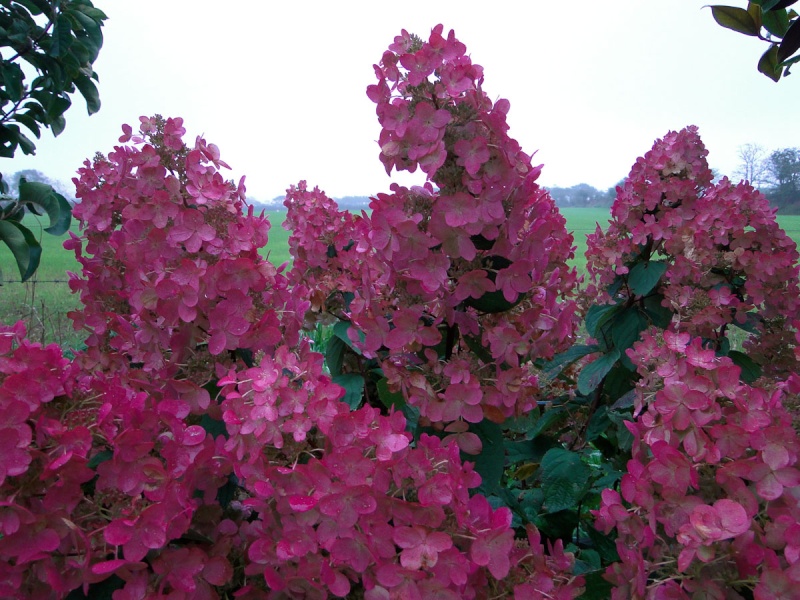 Hydrangea paniculata 'cv noid' [id. non terminée] H_pink10
