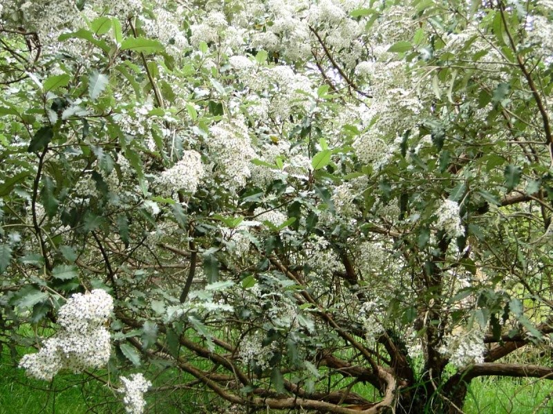 massifs en blanc - fleurs et feuillages : belles associations  - Page 2 Oelari10