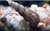 Escargot: Melanoides tuberculatus Malais10