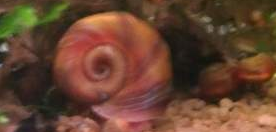 Escargot: Planorbarius corneus Planor10
