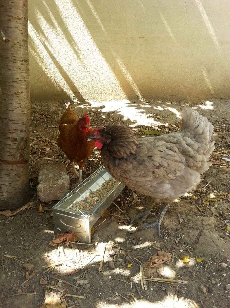 Photos des poules 20150710