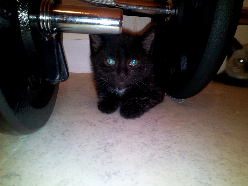 Larius et Larry - 2 chatons noirs adoptés dans la même famille :) Img_2048