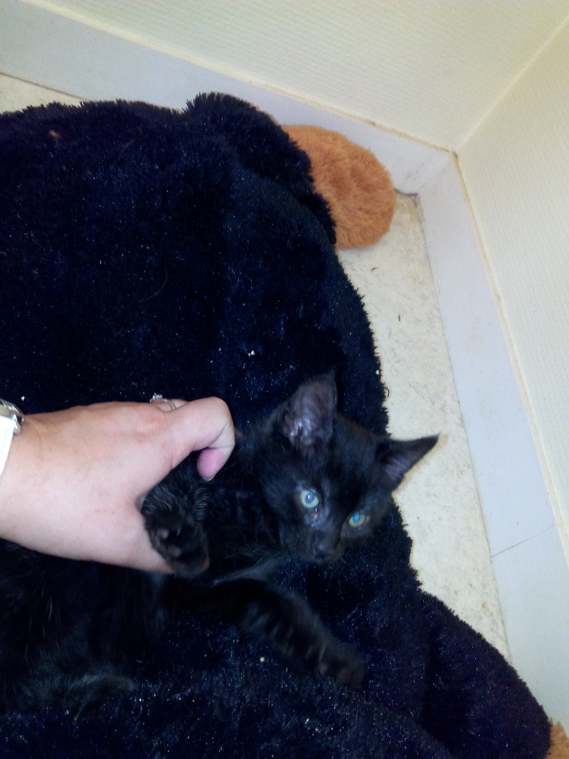 adoption - Larius et Larry - 2 chatons noirs adoptés dans la même famille :) Img_2053