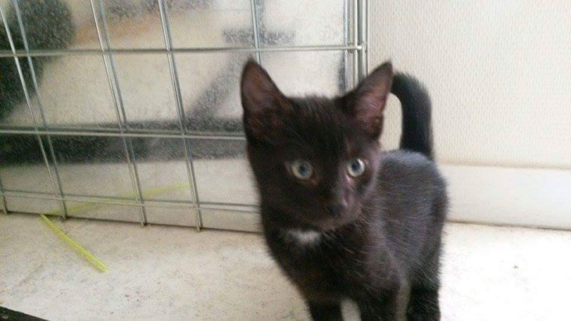larry - Larius et Larry - 2 chatons noirs adoptés dans la même famille :) Receiv28