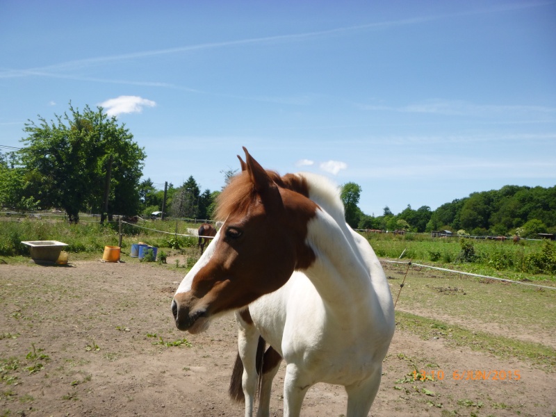 (Dpt 77) Tornado, poney ONC de 7 ans, sauvé par Baboune 83 (Oct 2014) - Page 2 P1020510