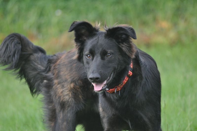 JONAS (renommé Luffy) chiot mâle 1 croisé border née fin aout Dsc_0110