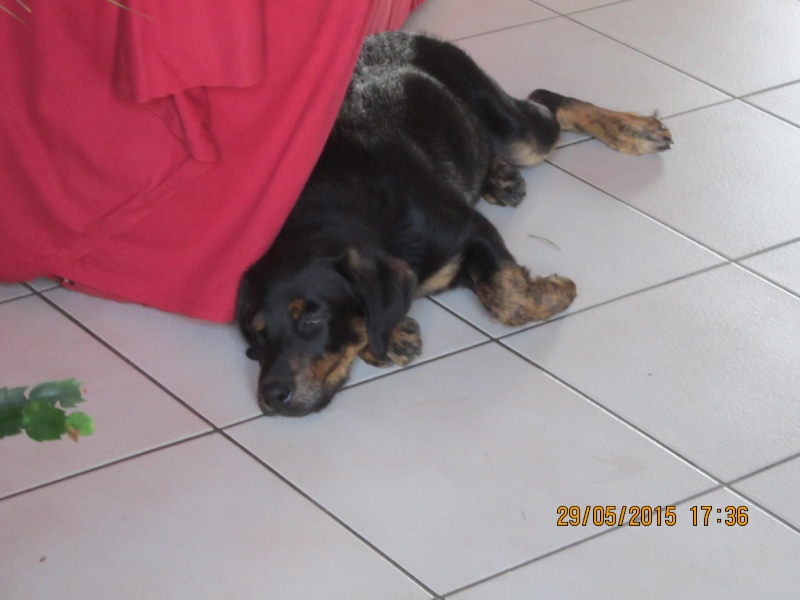 Link  mâle croisé Berger Hollandais Beauceron né le 25/02/15 Link910