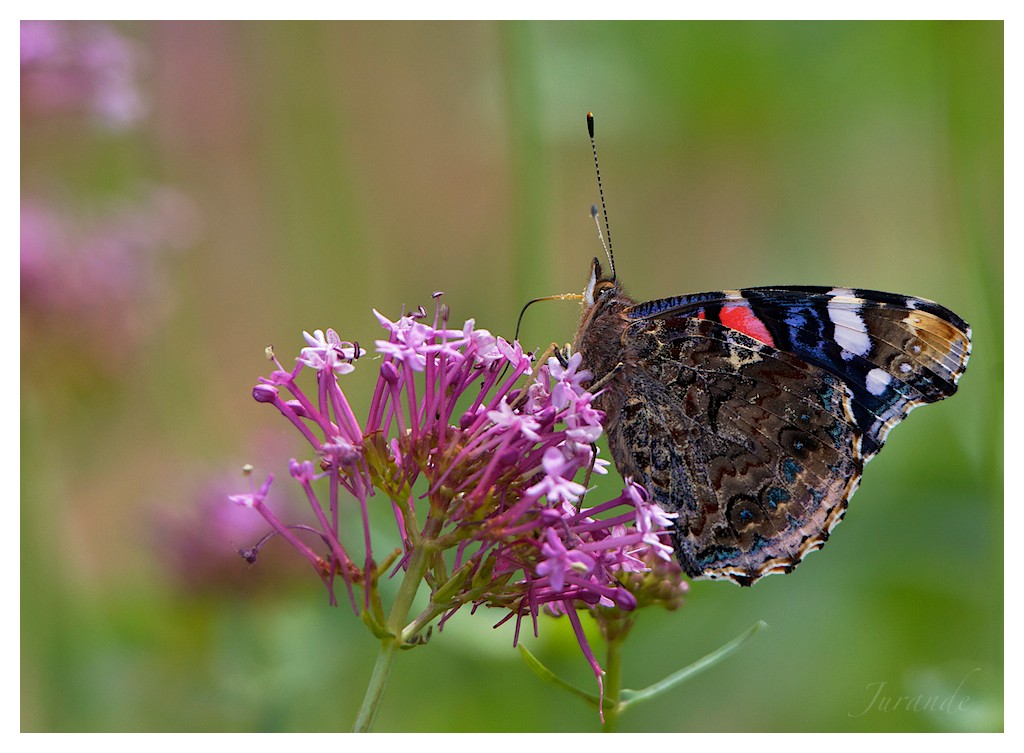 Sortie Anniversaire Toulon - Photos des 5èmes Rencontres Macro du Sud (2015) - Page 11 Sygp5611