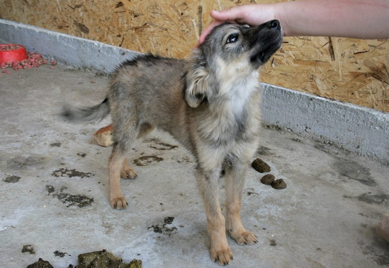 BULLE, chiot femelle taille moyenne à l'age adulte, chez Anda et Alina - adoptée par Julie (72) 11215510