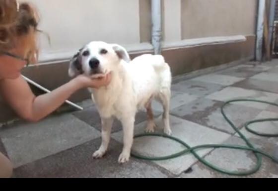 OCHISOR, vieille chienne malade sauvée de justesse par Anda et Alina à Bucarest 11850710