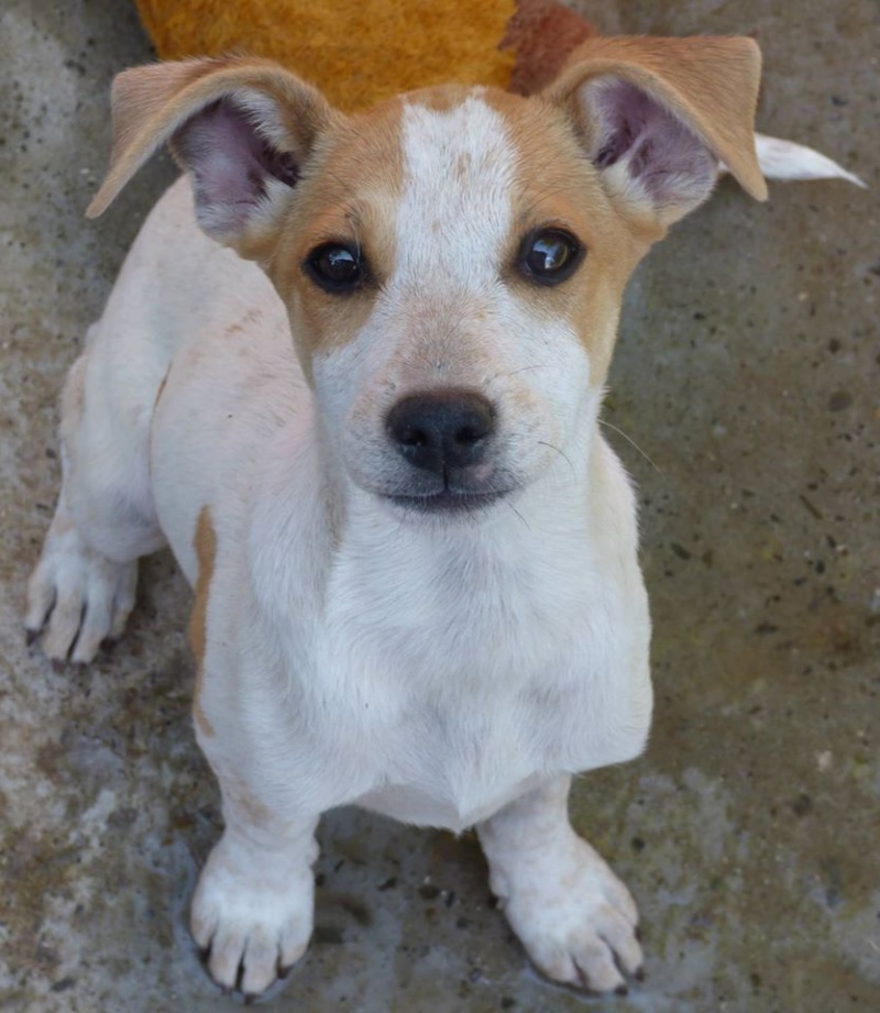 BARDOT, femelle, née en avril 2015, croisée Jack russel, petite taille - (en pension chez Lucian) - adopté par Corinne (départ 26) Bardot10