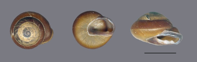 Pleurodonte dentiens (Férussac, 1822) P_dent10