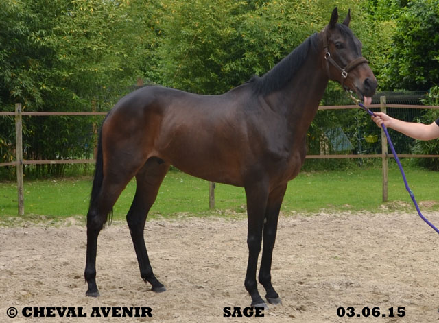 SAGE PS hongre 7 ans adopté par Aymeric 06 2015 Sage-r11