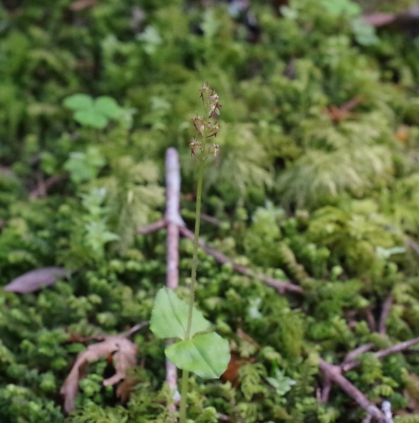 Listera cordata 110