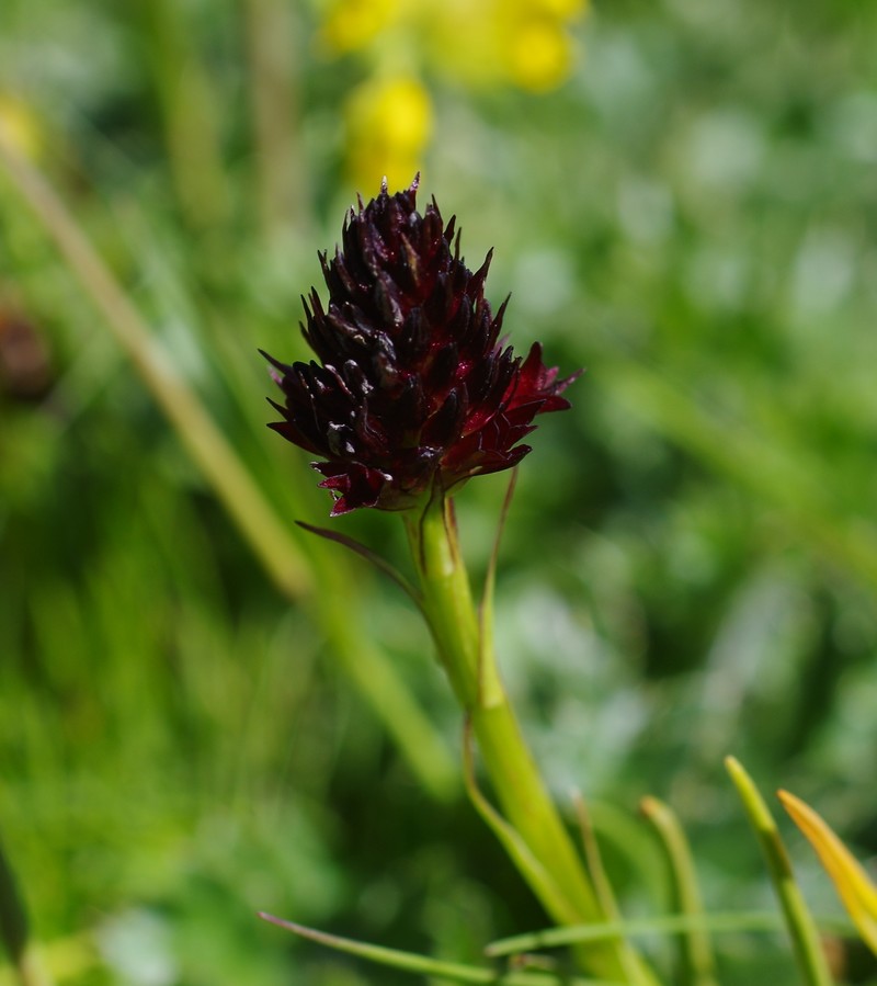 Gymnadenia corneliana 511