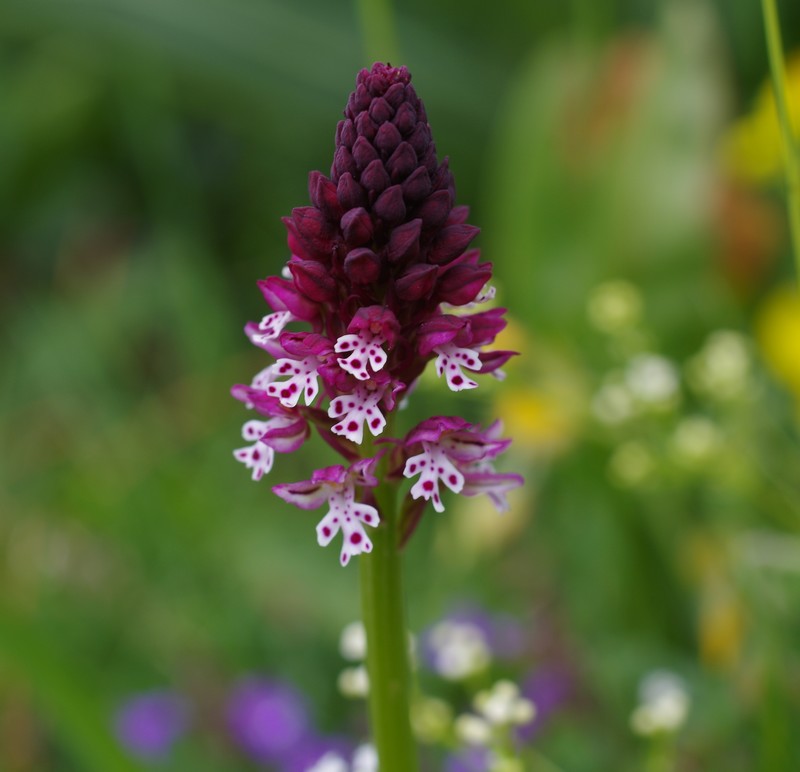 Gymnadenia corneliana 811