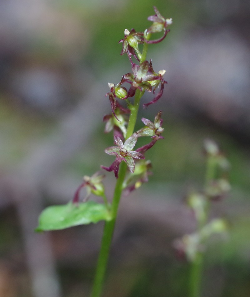 Listera cordata Imgp3710