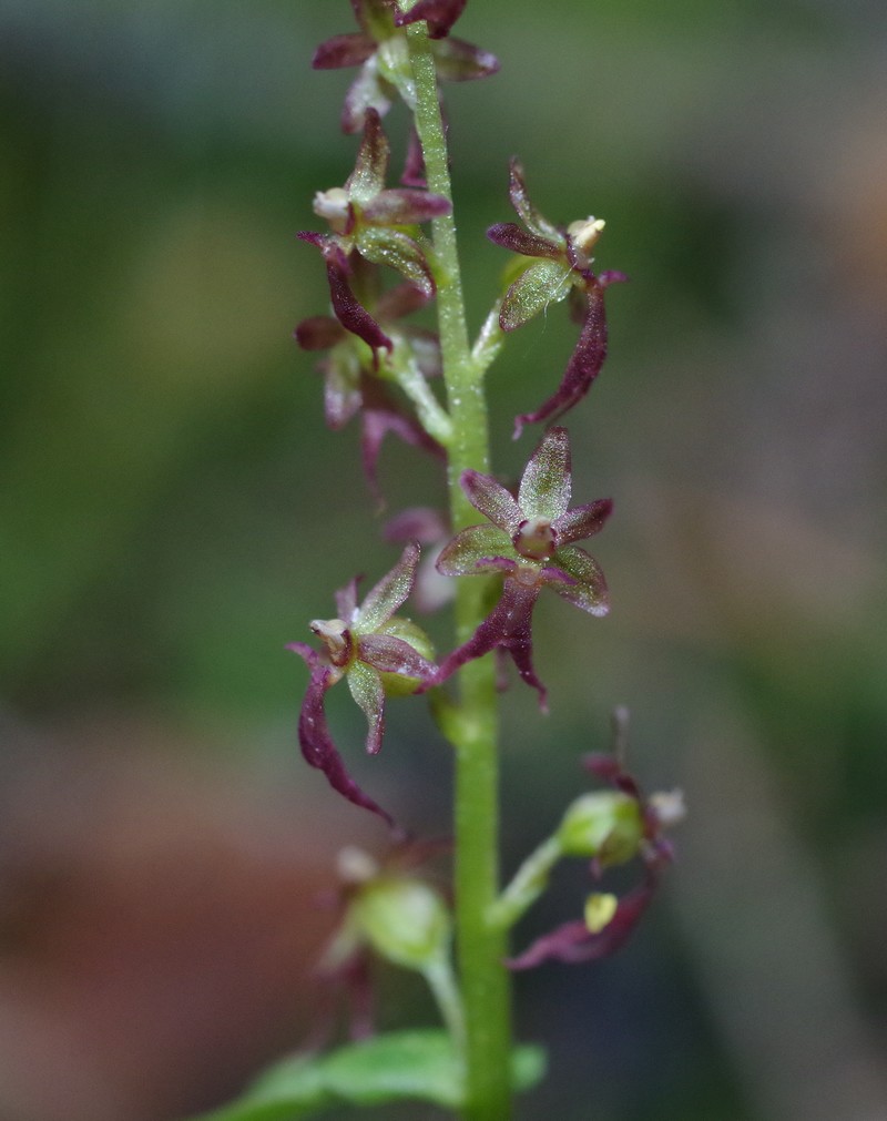 Listera cordata Imgp3711