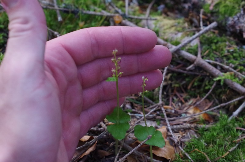 Listera cordata Imgp3712