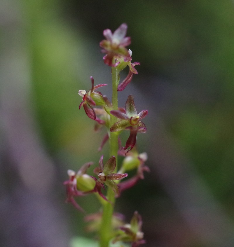 Listera cordata Imgp3713