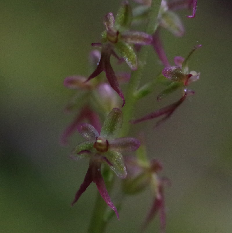 Listera cordata Imgp3715