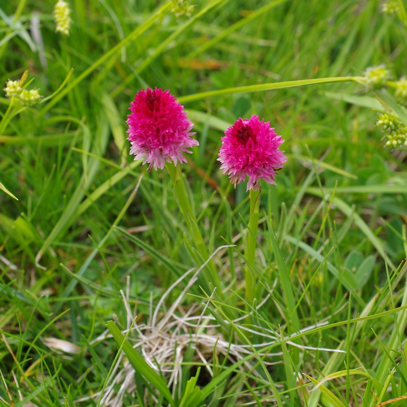 Gymnadenia corneliana  Imgp4716