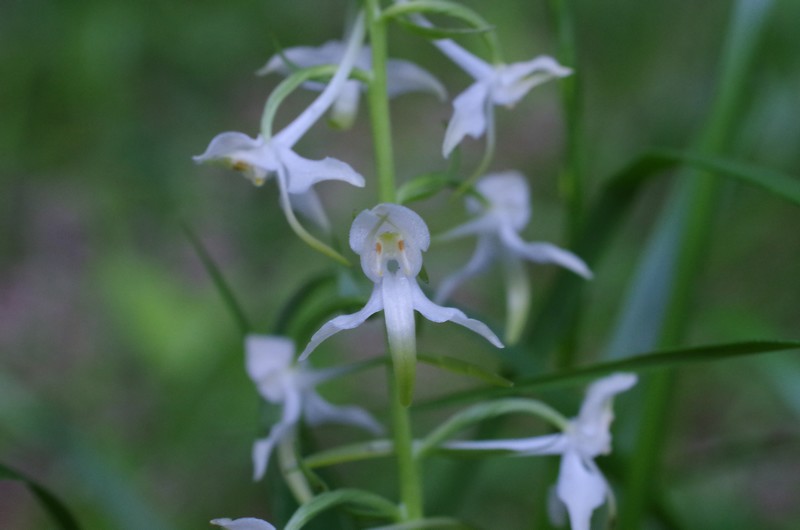 [résolu]platanthera chlorantha (Custer) Rchb., 1828 orchis verdâtre Imgp4811