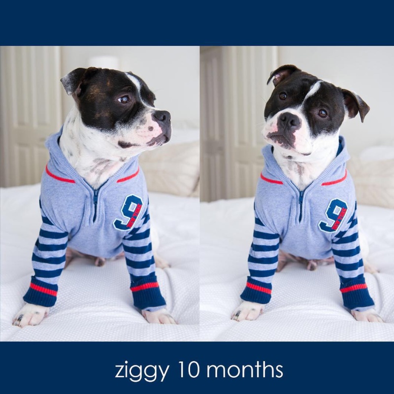 ziggy 10 mths - long time between posts! 11779810