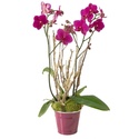 Broches d'amour Orchid12