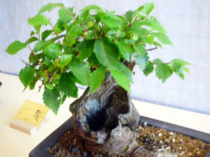 le club émeraude bonsaï  expose le 6 et 7 juin - Page 2 P1030132