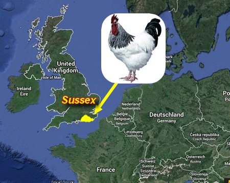 la poule Sussex Origin10