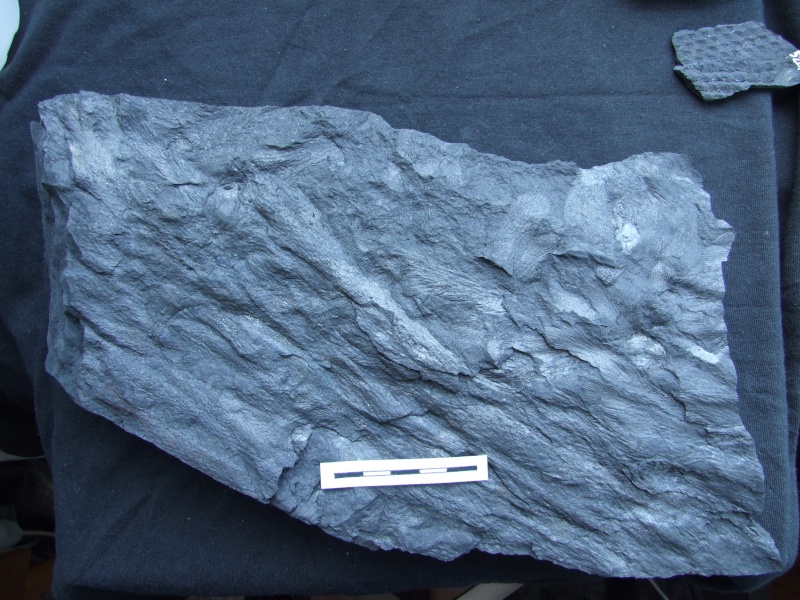 L Carboniferous of Poland Dscf2221
