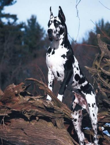 chiens - Les chiens de vos rêves en photos! 0deac910