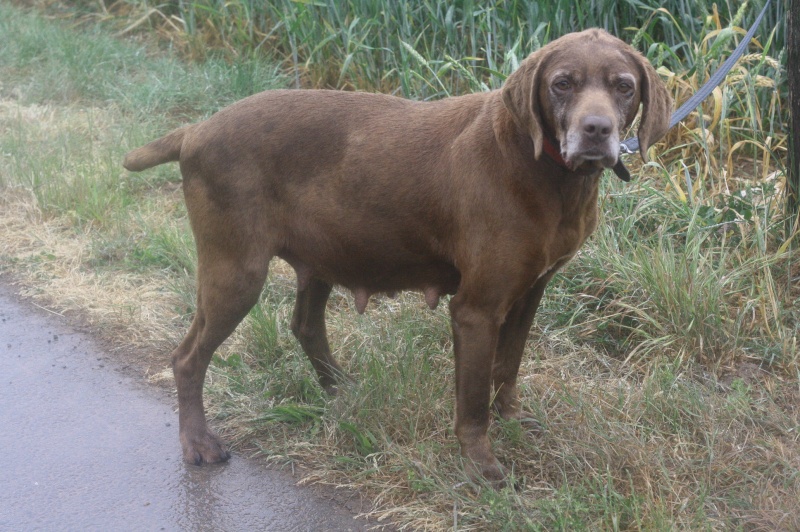 ROSA -  braque allemand 11 ans - Asso Galia (85) Img_2114