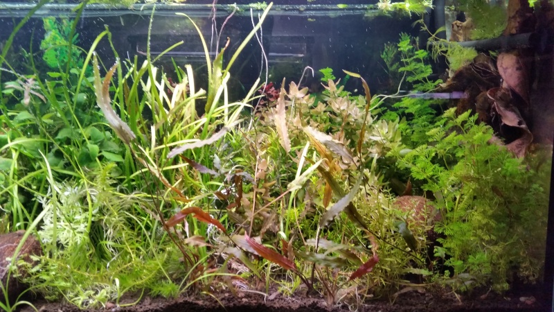 Maintenance d'un bac spécifique planté 20150527