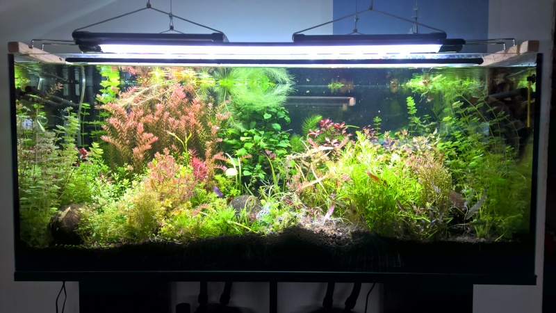 2 aquariums 240L : Spécifique Cacatuoides et Communautaire Wp_20179