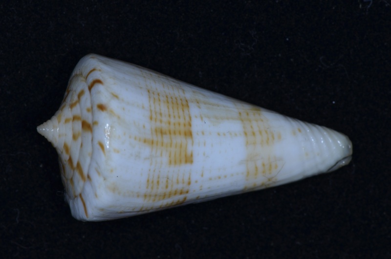 Conus (Splinoconus) urashimanus  Kuroda & Ito, 1961 C_uras12