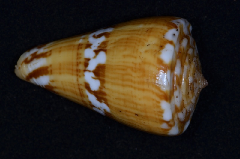 Conus (Dauciconus) jacquescolombi   Monnier & Limpalaër, 2016 Riosi-22