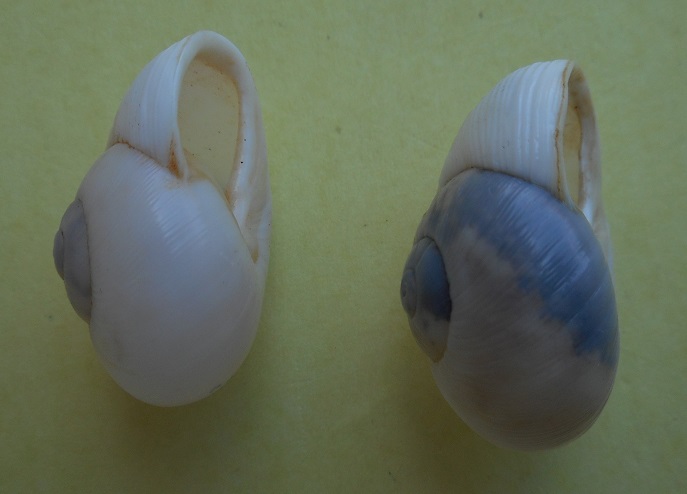 Zachrysia gundlachiana (Pilbry, 1929) Dscn4126