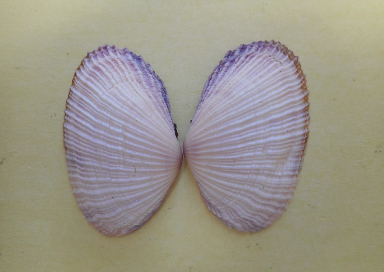 Asaphis violascens (Forsskål in Niebuhr, 1775) Dscn5517