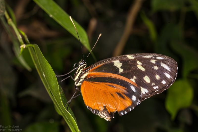 13 / 06 / 2015 - Remerchen / papillons à Grevenmacher Photos Beluxp17