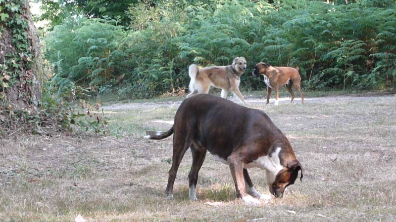 Nos bons plans vacances (Hotel ou autres) avec nos chiens ! P1040611