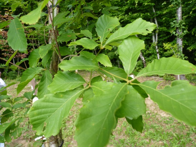 Quercus serrata [devinette] P1030329