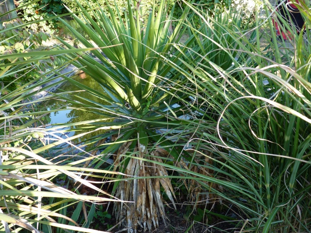 yucca aloifolia - Yucca aloifolia P1030811