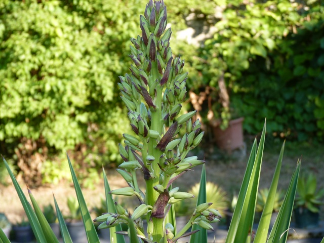 Yucca aloifolia P1030812