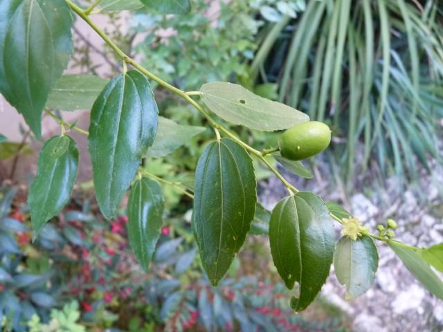 Ziziphus jujuba - jujubier  P1030914