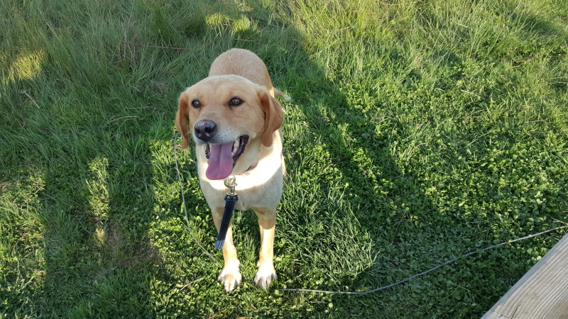 (48) - Maya / Mirette - Chienne typée labrador - 4/5 ans - Sauvée par Edith et son frère ! 20150815